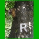 Rennsteig_004a.jpg