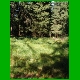 Rennsteig_009.jpg