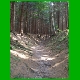 Rennsteig_047.jpg