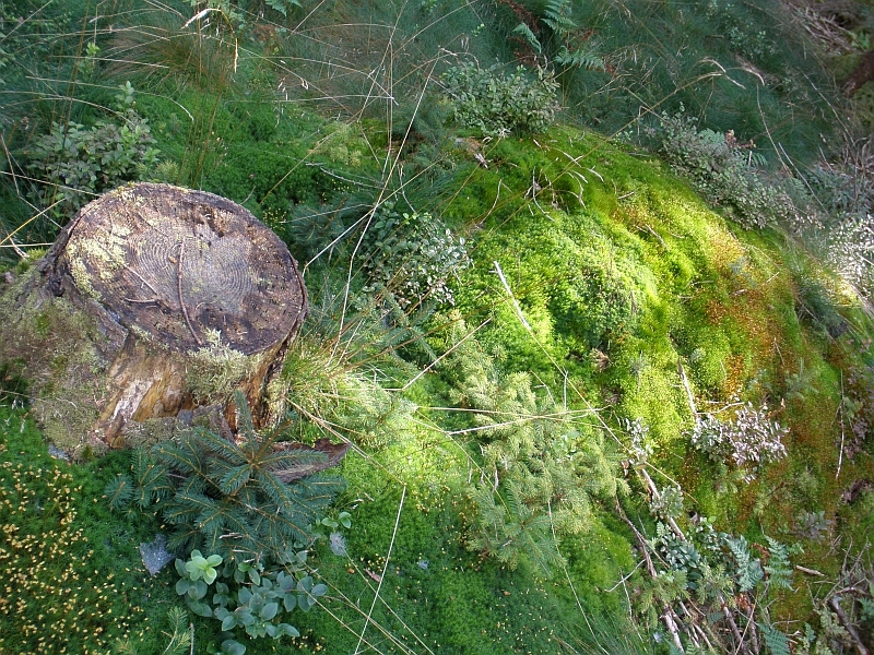 Rennsteig